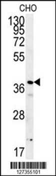 PRNIP Antibody (C-term)