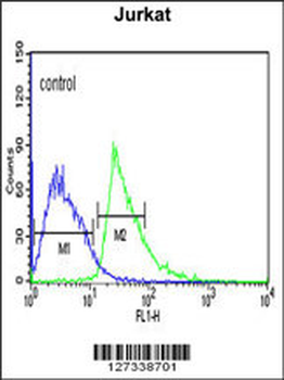 KLHL6 Antibody (C-term)