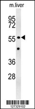 Z385B Antibody (N-term)