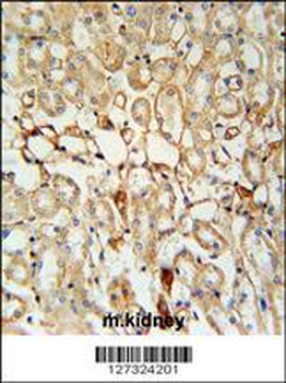 KCNV1 Antibody (N-term)