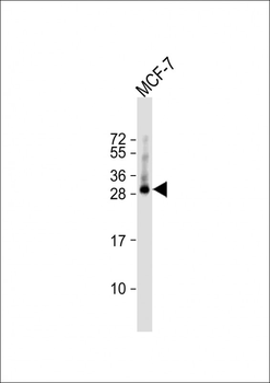 TMEM111 Antibody (N-term)
