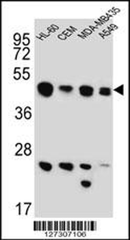 BIN2 Antibody (N-term)