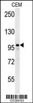 MAP1S Antibody (Center)