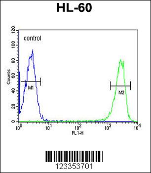 KIR2DS3 Antibody (C-term)