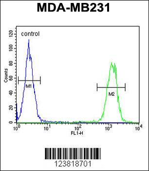KIR2DL2 Antibody (C-Term)