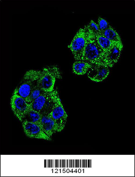 PON2 Antibody (Center)