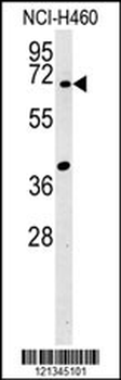 SYN3 Antibody (Center)