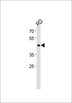 BHLH3 Antibody (N-term)