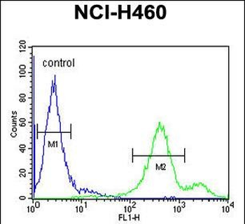 EBPL Antibody (C-term)