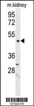 LCLT1 Antibody (C-term)