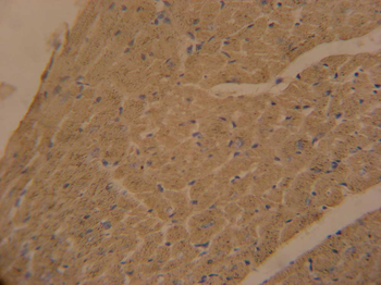 APOBEC2 Antibody (N-term)