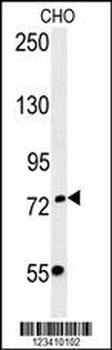 FBXO34 Antibody (C-term)
