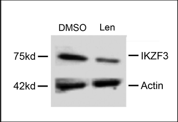 IKZF3 Antibody (Center)