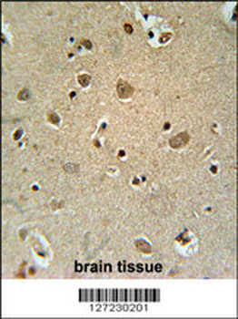 TRIM50 Antibody (C-term)