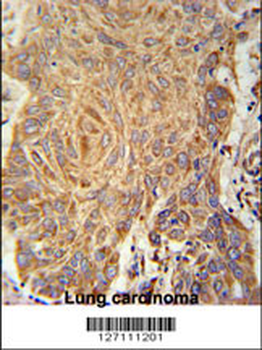 PCYXL Antibody (C-term)