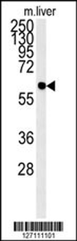 PCYXL Antibody (C-term)