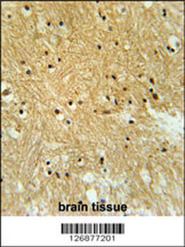 IPO9 Antibody (N-term)