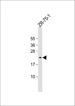 AVP Antibody (Center)