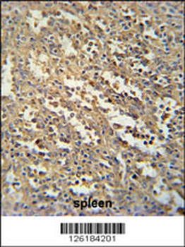 SWSAP1 Antibody (Center)