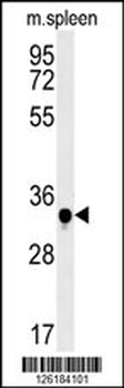 SWSAP1 Antibody (Center)