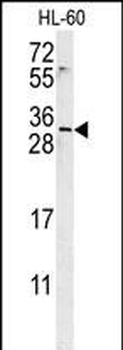 EMX2 Antibody (Center)