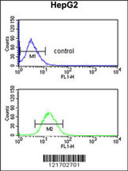 DDC Antibody (N-term)
