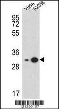 RPS3A Antibody (C-term)