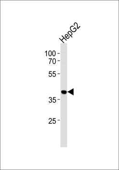 HNRPAB Antibody (N-term)