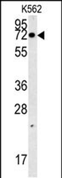AAA1 Antibody (C-term)
