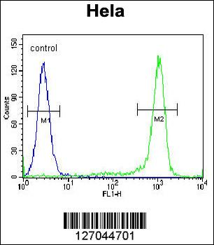 KLF17 Antibody (C-term)