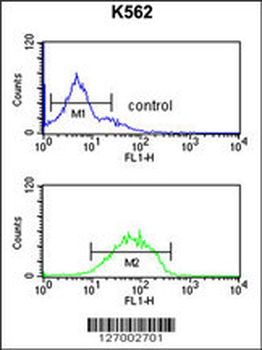 HHAT Antibody (N-term)