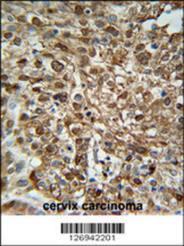 WDR43 Antibody (C-term)