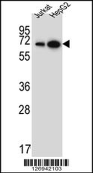 WDR43 Antibody (C-term)