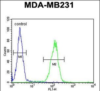 PRB2 Antibody (C-term)
