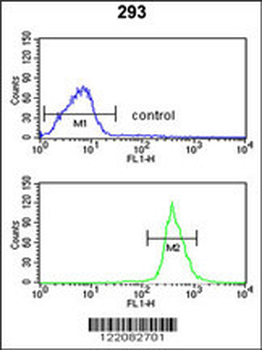 ATP11C Antibody (Center)