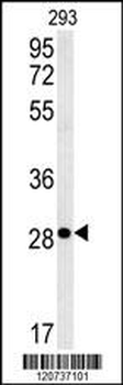 EpCAM Antibody (N-term)