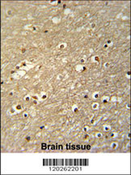 TFAP4 Antibody (C-term)