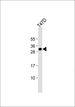 CRLS1 Antibody (C-term)