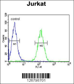 AXIN2 Antibody (C-term)
