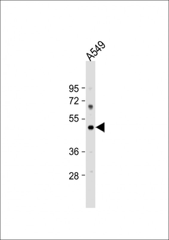 PTAFR Antibody (C-term)
