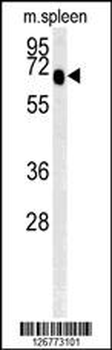 SLC9A9 Antibody (C-term)