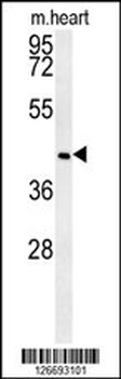 NIPAL2 Antibody (N-term)