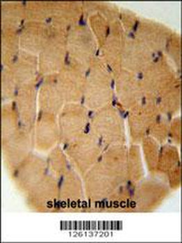 GGNBP2 Antibody (C-term)