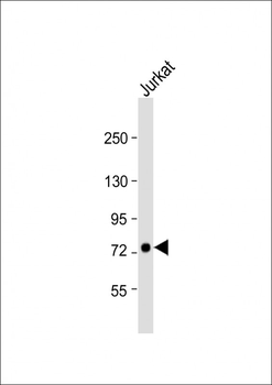 GGNBP2 Antibody (C-term)
