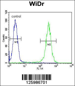 B4GALT5 Antibody (C-term)