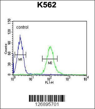 UBAC1 Antibody (C-term)