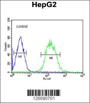 SFRS16 Antibody (Center)