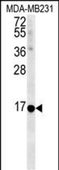 NMB Antibody (Center)