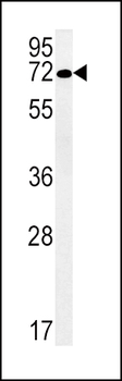 SLC19A3 Antibody (Center)