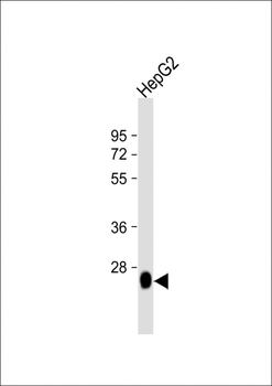 DHRS2 Antibody (C-term)